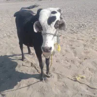 جلب چاق و سرحال