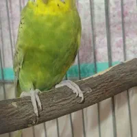 مرغ عشق اسپنگل|پرنده|فسا, |دیوار