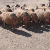 میش|حیوانات مزرعه|حمیل, |دیوار