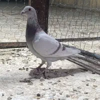 کبوتر پوست پیازی . غوره . ابلغ