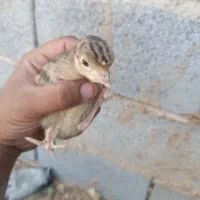 جوجه بوقلمون محلی اصل