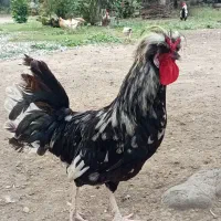 مرغ وخروس لهستانی ولاری|حیوانات مزرعه|اسالم, |دیوار