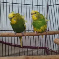 فروش مرغ عشق پروانه ای