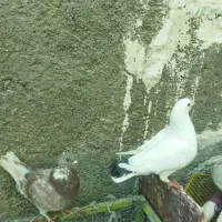 کبوترکینگ یامرغی.ومرغ عشق.لنده|پرنده|لنده, |دیوار