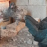 مرغ وخروس محلی اصیل وگلین|حیوانات مزرعه|مرودشت, نقش رستم|دیوار