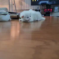 واگذاری گربه پرشین