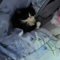 بچه گربه گم شده محدوده باغمیشه