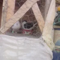 یک جفت ساده کاکلی آس