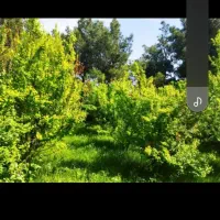 باغچه فروشی