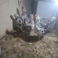 مرغ و خروس گلین