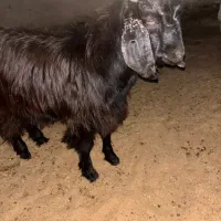 بره و کهره چاق