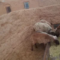 کاوور دودندان با میش جوان شکم سه|حیوانات مزرعه|تربت جام, جامرود|دیوار