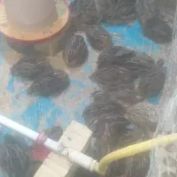 بلدرچین زنده و ارگانیک