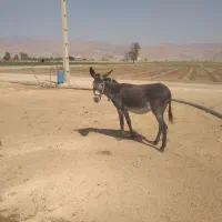 ماده خر گله|حیوانات مزرعه|فسا, |دیوار