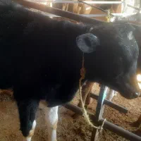 گوساله نر|حیوانات مزرعه|اشتهارد, |دیوار