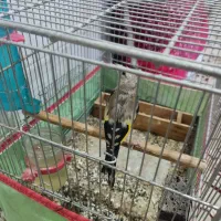 قناری|پرنده|برازجان, |دیوار