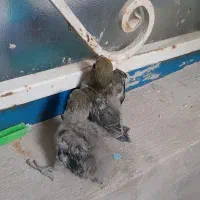 جوجه کوتوله|پرنده|سراوان, |دیوار