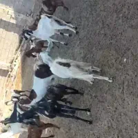بز و بیگ