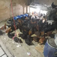 مرغ خانگی بشرت تخم