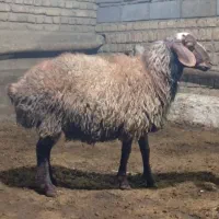 بره نرنژادداربراقوچ