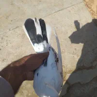 کبوترپرشی|پرنده|قم, آزادگان|دیوار