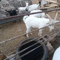 نر بز سانن|حیوانات مزرعه|سبزوار, رباط|دیوار