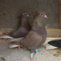 سرخ زاغ مشگی دم سفید طوقی سینه زرد