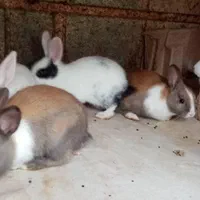 خزگوش
