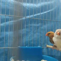 فنچ اورنچ معاوض دارم  باسهر ه