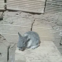 یک عدد بچه خرگوش لپ