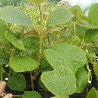 نهال کیوی یک ساله