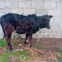 فروش لیشه|حیوانات مزرعه|ماکلوان, |دیوار