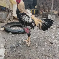 خروس لاری|حیوانات مزرعه|میناب, |دیوار