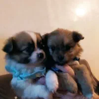 توله پامر کوچولو|سگ|محمدشهر, جعفرآباد|دیوار