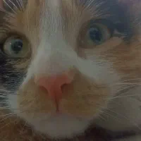 واگذاری فوری|گربه|اصفهان, آهنگران|دیوار