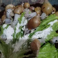 حلزون|خزنده|زنجان, |دیوار