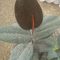 گل فیکو بلک