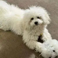 سگ شیتزو هشت ماهه