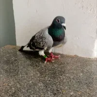 کبوتر مسافتی ماده آماده و ساعت مچی طلا 25گرمی