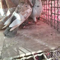 ساده هفترنگ عتیقه، دم سفید ، سینه ،بجنورد بجنورد|پرنده|مشهد, احمدآباد|دیوار