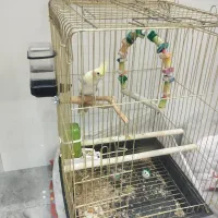 دو عروس هلندی نر سخنگو|پرنده|ری, ظهیرآباد|دیوار