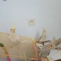 فروش عروس هلندی