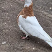 کفتر رنگه کاکلی|پرنده|مشهد, نظام دوست|دیوار