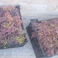 انگور قرمز کشمشی