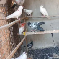 کبوترپرشی ساعت بالا قلعه قاضی محله ابوذر|پرنده|قلعه قاضی, |دیوار