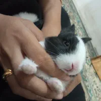 خرگوش|موش و خرگوش|آزادشهر, |دیوار