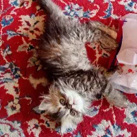 گربه گم شده|حیوانات|اصفهان, ماشاده (رهنان)|دیوار