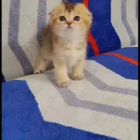 گربهای اصیل گلد و سیلورچین چیلا|گربه|تهران, تهرانسر مرکزی|دیوار