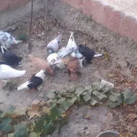 فروش یک لانه کبوتر