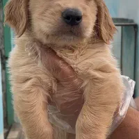 سگ گلدن رتریور پوزه مکعبی golden